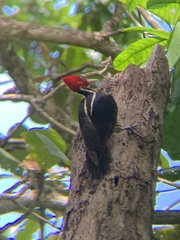 Campephilus guatemalensis