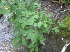 Euonymus macropterus