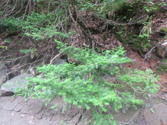 Taxus cuspidata