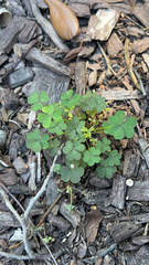 Oxalis corniculata