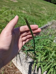 Digitaria sanguinalis