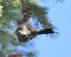 Poecile atricapillus