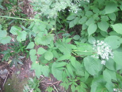 Valeriana officinalis