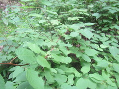 Actinidia kolomikta