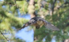 Poecile atricapillus