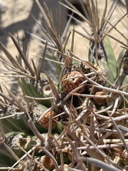 Ferocactus peninsulae