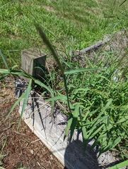 Digitaria sanguinalis