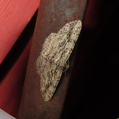 Anavitrinella pampinaria