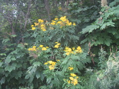 Jacobaea cannabifolia