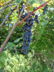 Vitis riparia