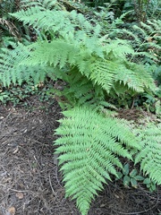 Athyrium filix-femina