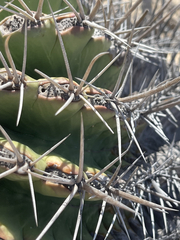 Ferocactus peninsulae