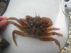 Telmessus cheiragonus