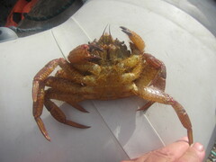 Telmessus cheiragonus