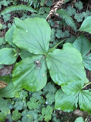 Trillium