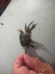 Hemigrapsus sanguineus