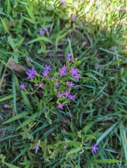 Centaurium pulchellum