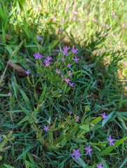 Centaurium pulchellum