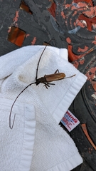 Juiaparus mexicanus