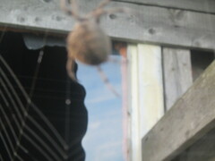 Araneus quadratus
