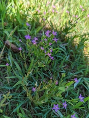 Centaurium pulchellum