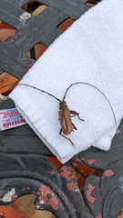 Juiaparus mexicanus