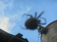 Araneus quadratus