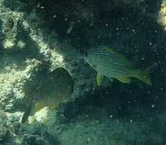 Lutjanus kasmira