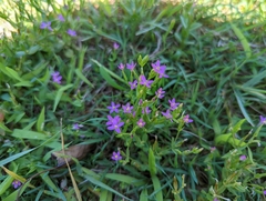 Centaurium pulchellum