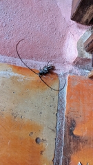 Juiaparus mexicanus