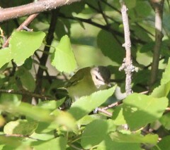 Vireo olivaceus