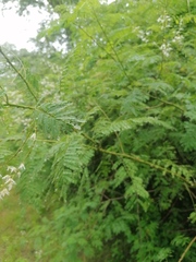 Mimosa pigra