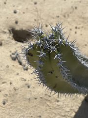 Lophocereus schottii