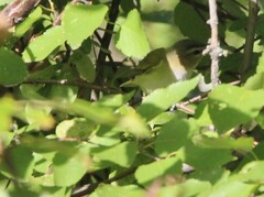Vireo olivaceus