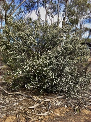 Cryptandra tomentosa