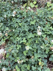 Trifolium repens