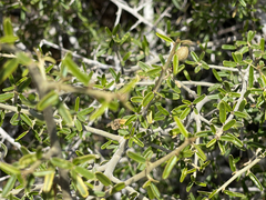 Atamisquea emarginata