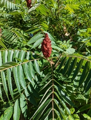 Rhus typhina