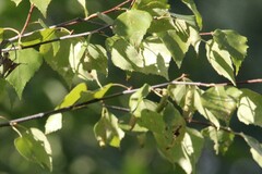 Betula neoalaskana