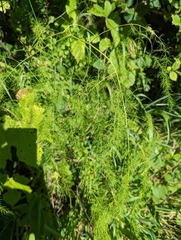 Asparagus officinalis