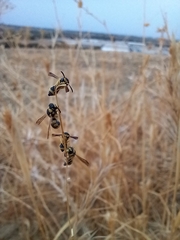 Antepipona