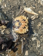 Hemigrapsus oregonensis