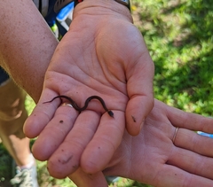 Storeria occipitomaculata