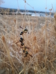 Antepipona