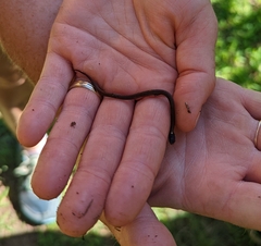 Storeria occipitomaculata