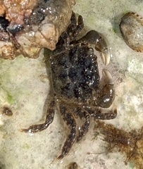 Hemigrapsus oregonensis