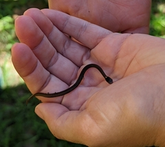 Storeria occipitomaculata