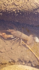 Cambarus bartonii