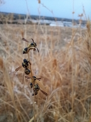 Antepipona