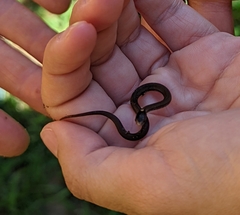Storeria occipitomaculata